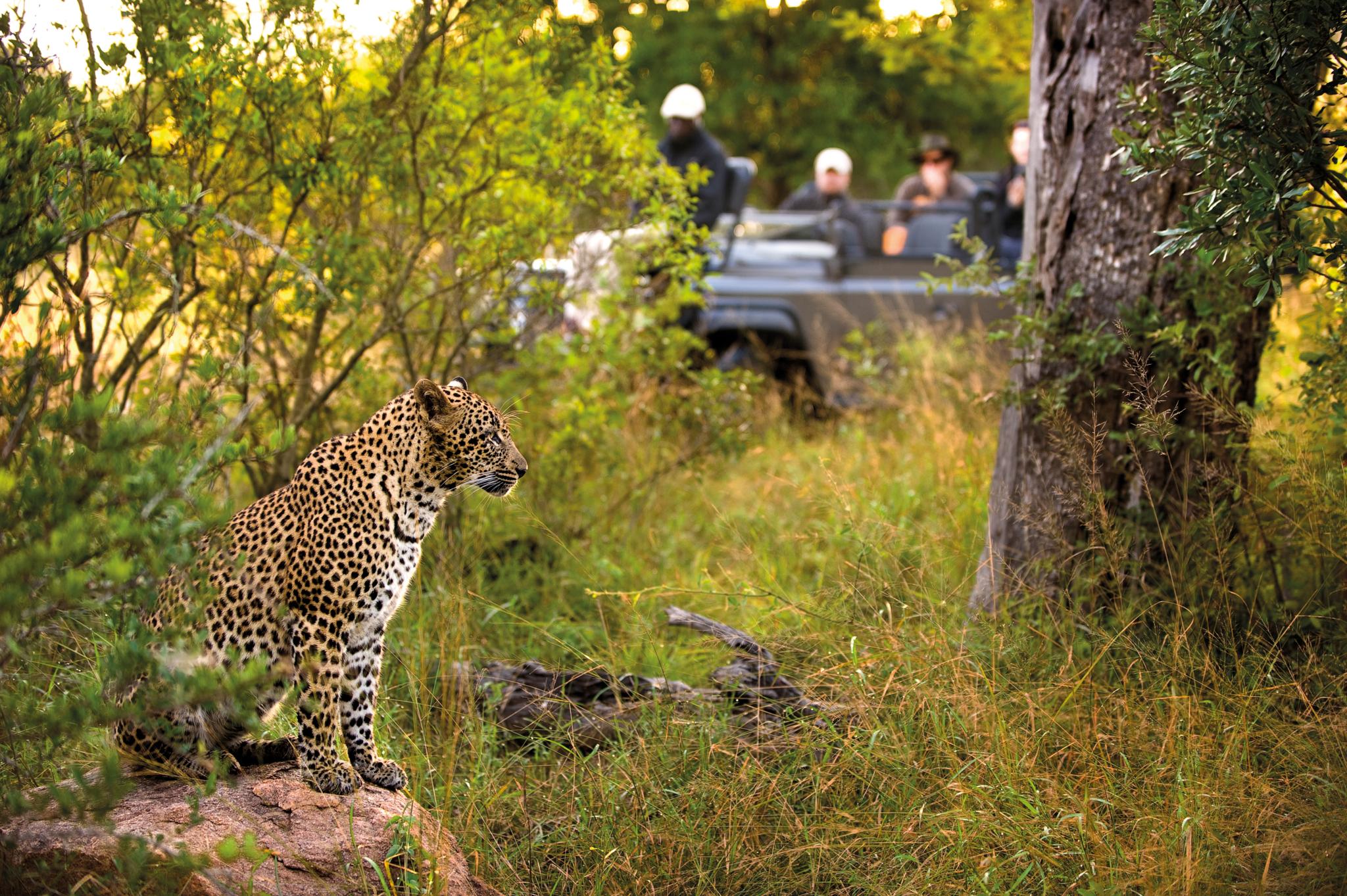 Lion Sands Narina Lodge Sabi Sands viltreservat Exteriör bild