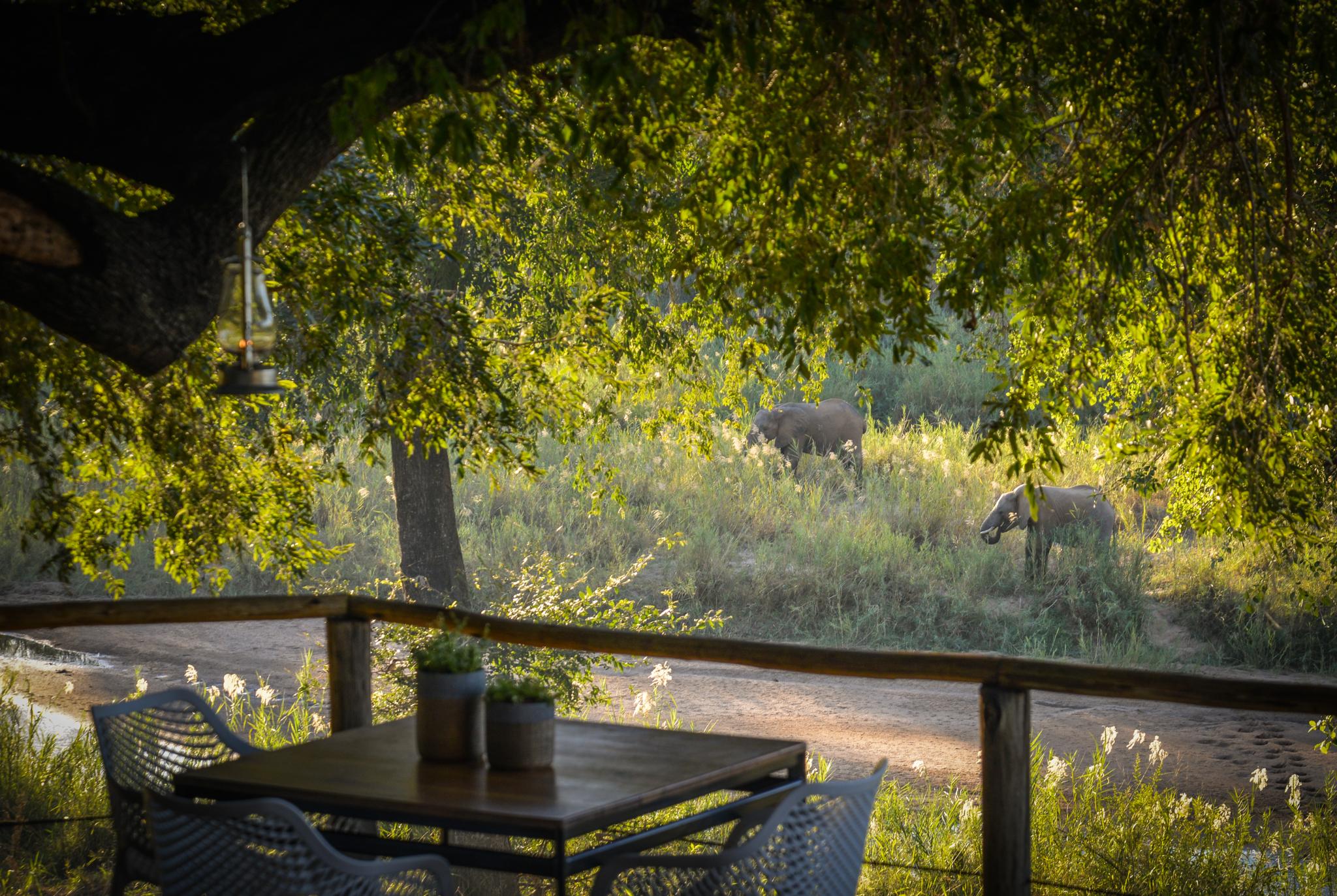 Lion Sands Narina Lodge Sabi Sands viltreservat Exteriör bild