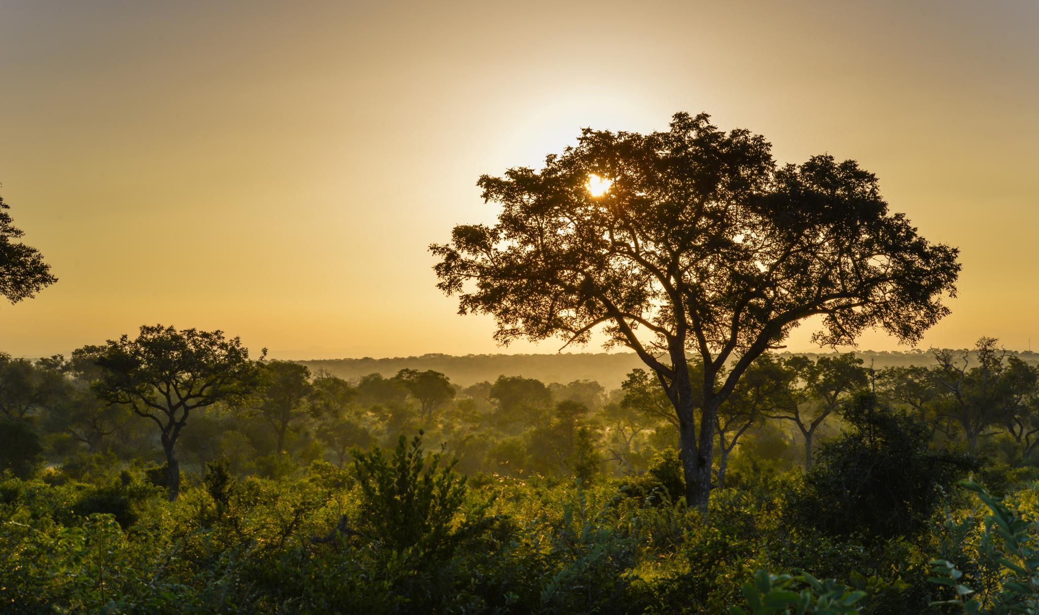 Lion Sands Narina Lodge Sabi Sands viltreservat Exteriör bild