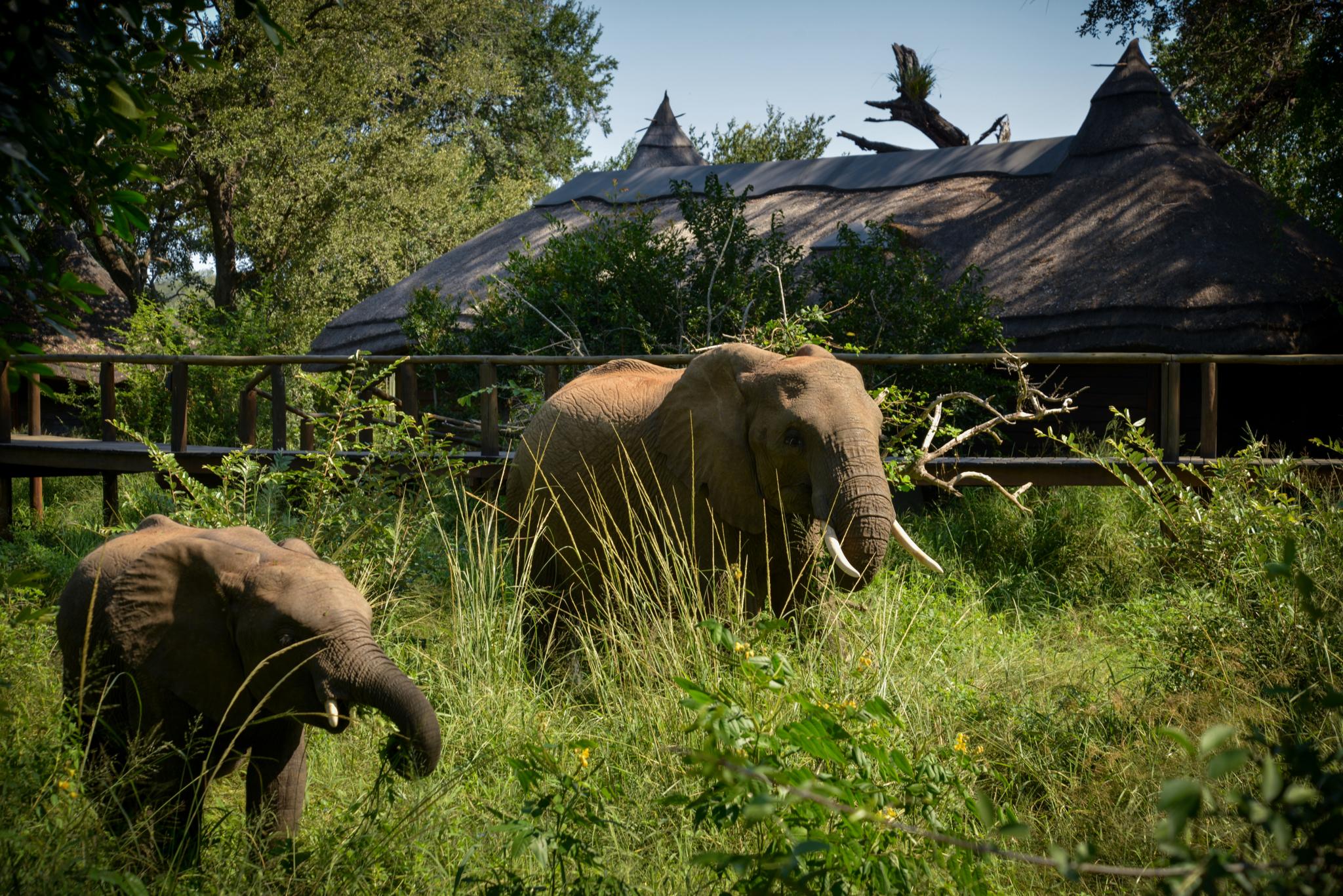 Lion Sands Narina Lodge Sabi Sands viltreservat Exteriör bild