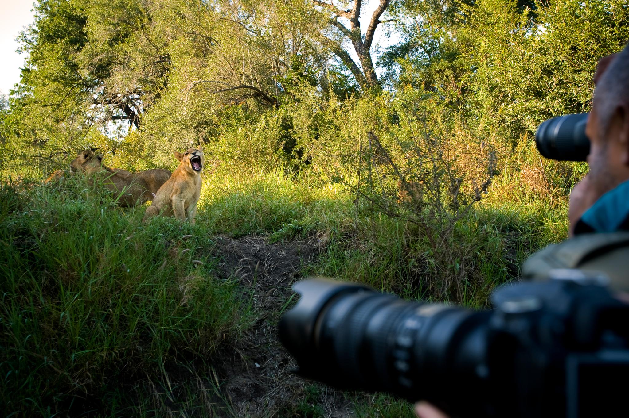 Lion Sands Narina Lodge Sabi Sands viltreservat Exteriör bild