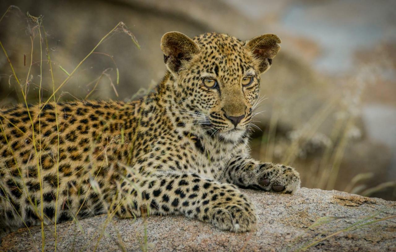 Lion Sands Narina Lodge Sabi Sands viltreservat Exteriör bild