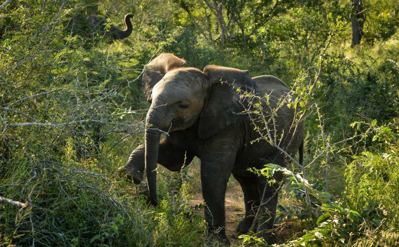 Lion Sands Narina Lodge Sabi Sands viltreservat Exteriör bild