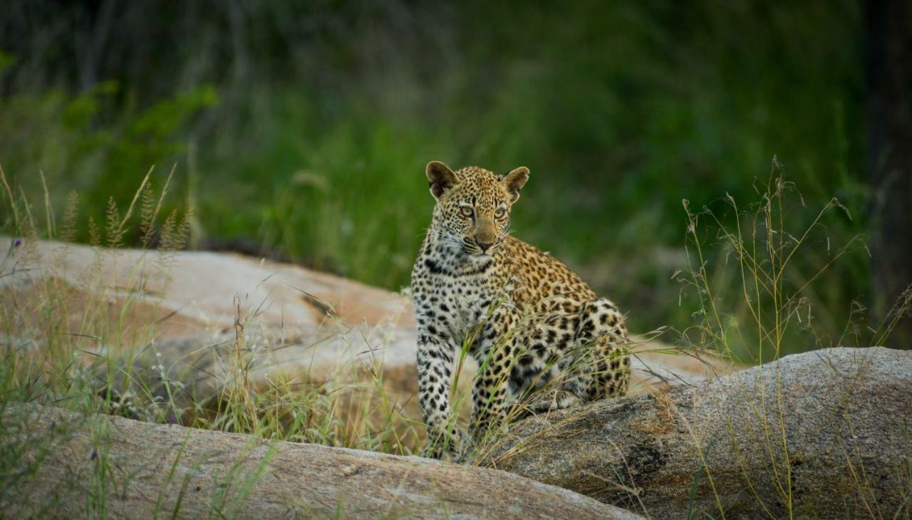 Lion Sands Narina Lodge Sabi Sands viltreservat Exteriör bild